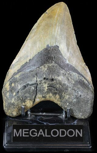 Huge, Megalodon Tooth - North Carolina #49524